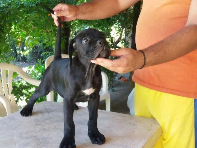 Cane Corso vrhunskog porekla