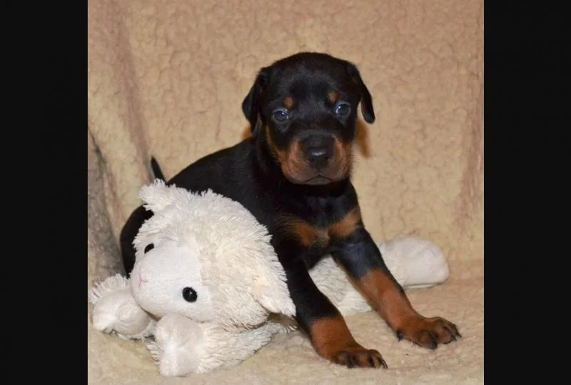Doberman i rotvajler stenci na prodaju