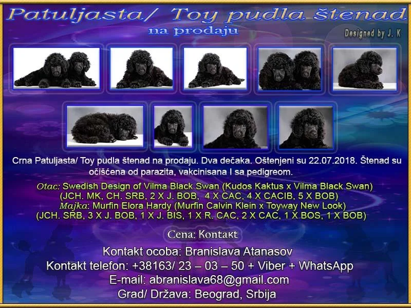 Crna Patuljasta/ Toy pudla štenad na prodaju