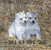 Sibirski Haski - Siberian Husky