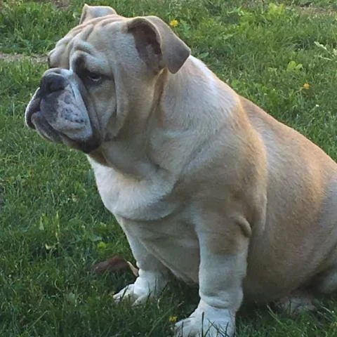 Engleski Buldog, izložbenog potencijala