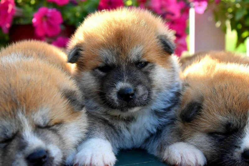Akita inu stenci na prodaju