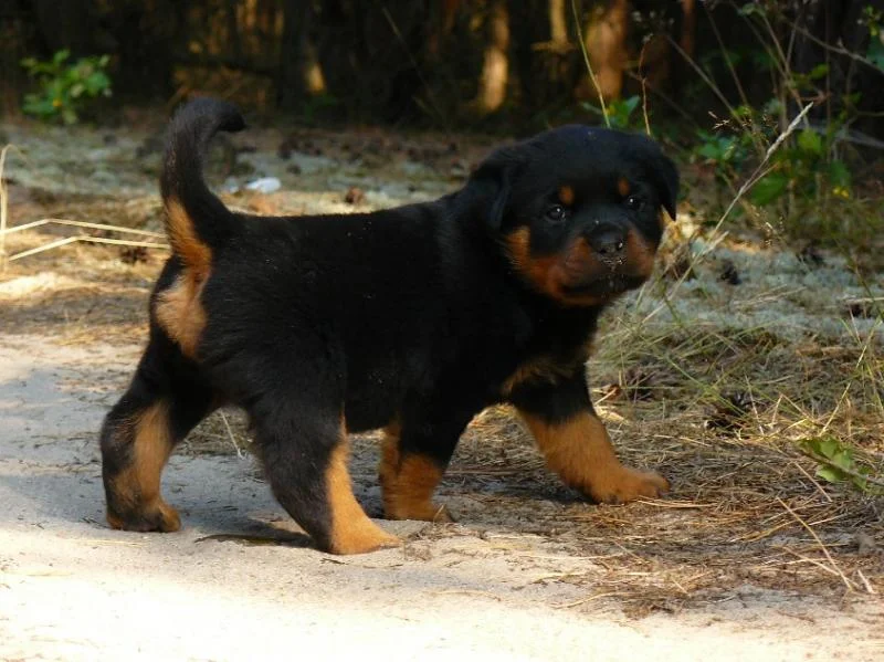 Rotvajler i doberman stenci na prodaju