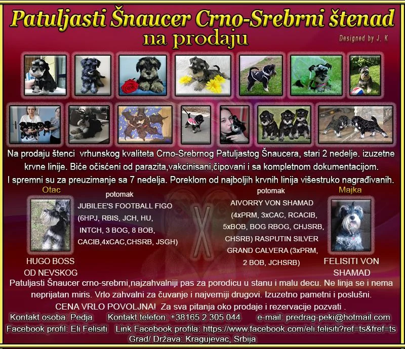 Patuljasti Šnaucer Crno-Srebrni štenad na prodaju