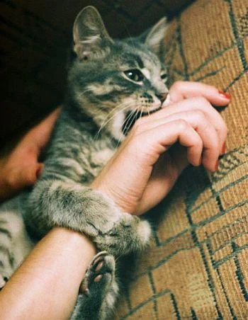 Зошто мачките не гризаат додека ги галиме?