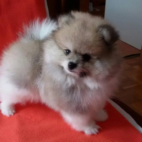 Pomeranski spic BOO, predivna stenad