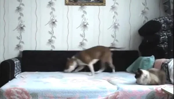 Видео: Што се случува кога милениците ќе останат сами дома