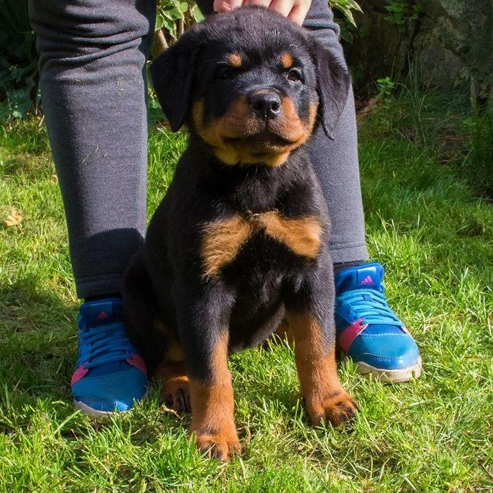 Rotvajler i doberman stenci na prodaju