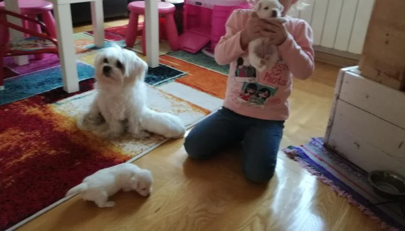 MALTEZERI NA PRODAZBA!