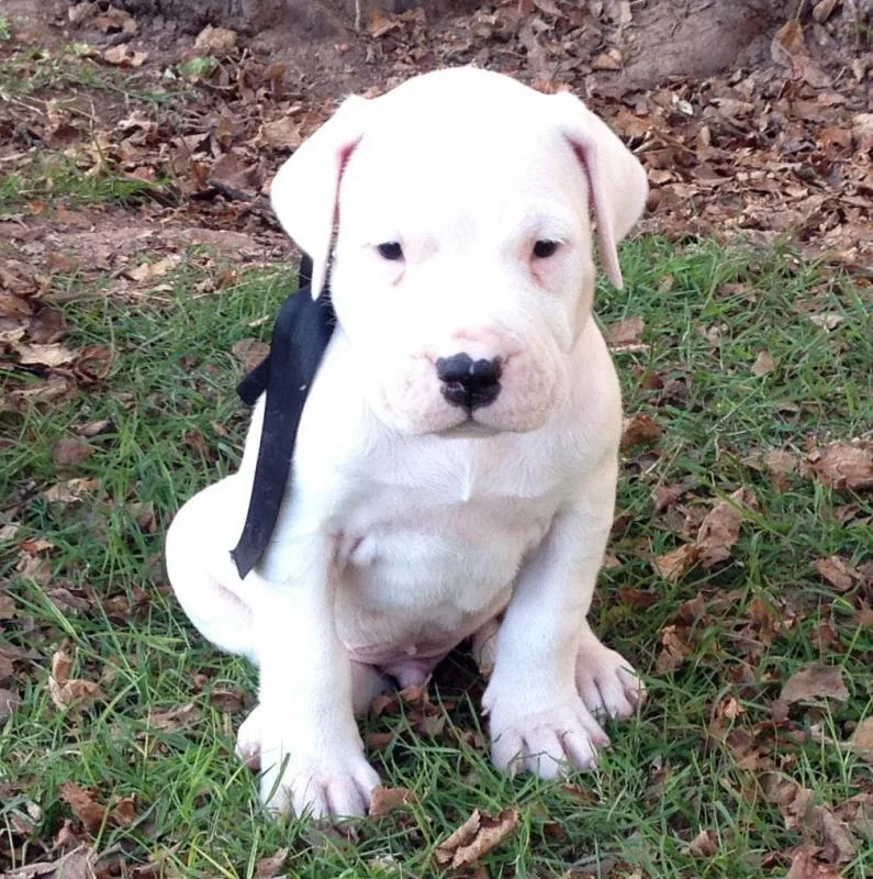 Dogo argentino i bulterijer stenci na prodaju