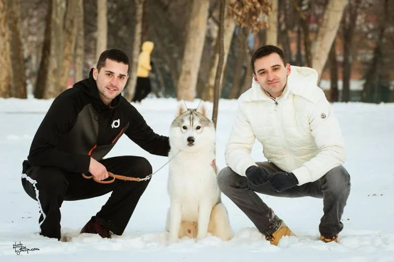 Muzjak sibirskog haskija slobodan za parenje