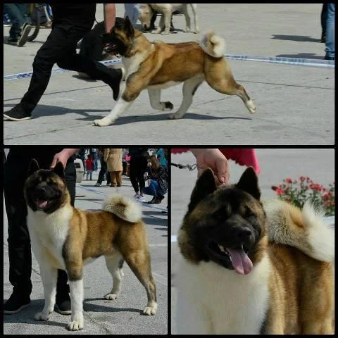 Američka Akita