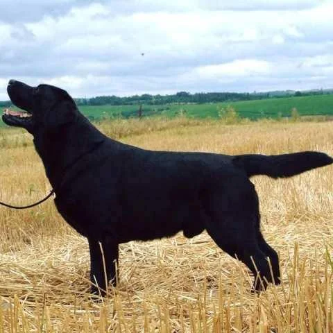 Labradori, vrhunsko leglo