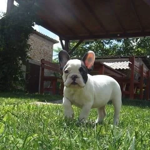 Francuski buldog stene na prodaju