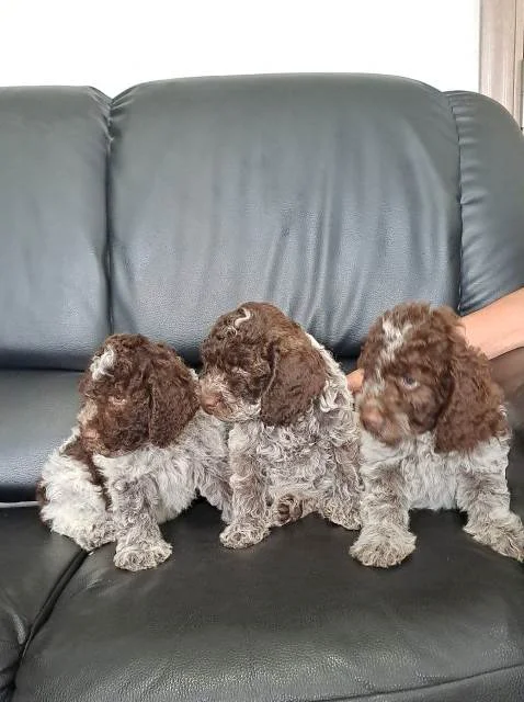Lagotto Romagnolo štenci