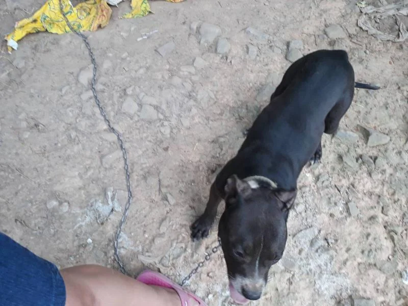Pit bul crna ženka na prodaju