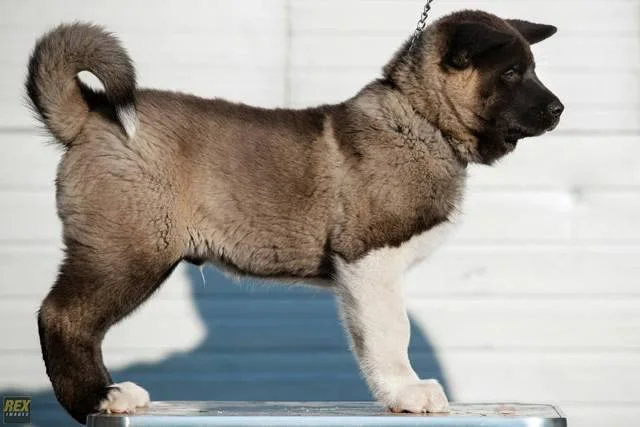 Americka Akita, novo leglo
