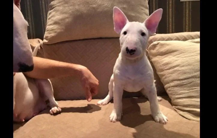 Bulterijer i dogo argentino stenci na prodaju