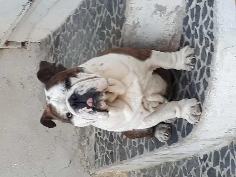 english buldog available for stud