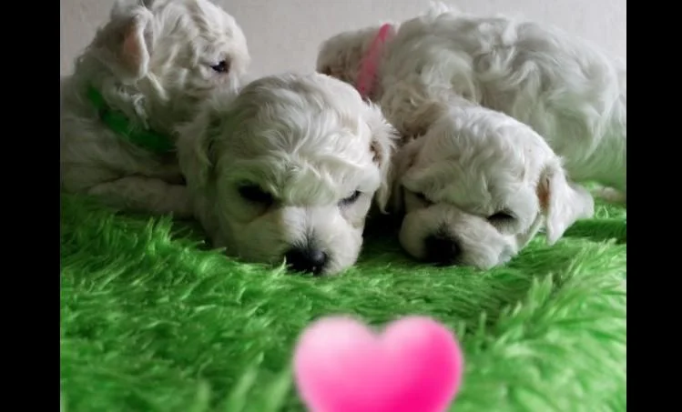 Bichon i bolonjezer stenci na prodaju