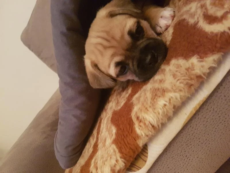 Mops