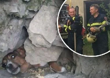 Пожарникари спасиле кучиња заглавени во карпа