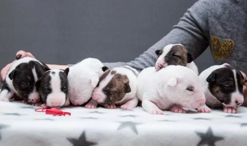 Bulterijer i dogo argentino stenci na prodaju