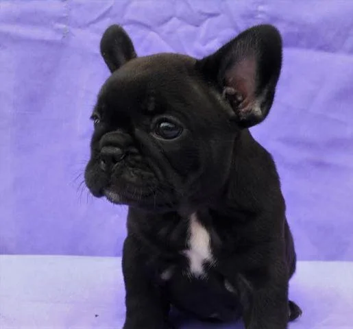 Francuski Buldog