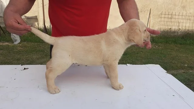 Štenci labradora