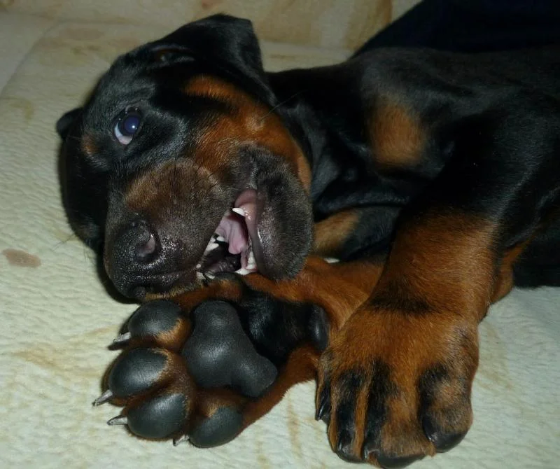 Doberman i rotvajler stenci na prodaju