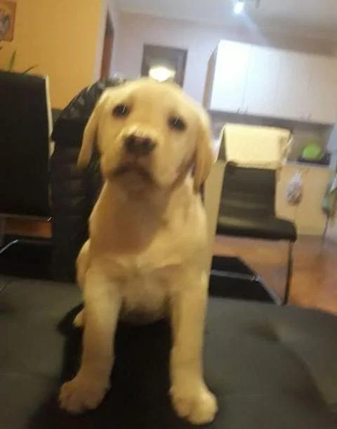 Labrador štenci vrhunskog porekla
