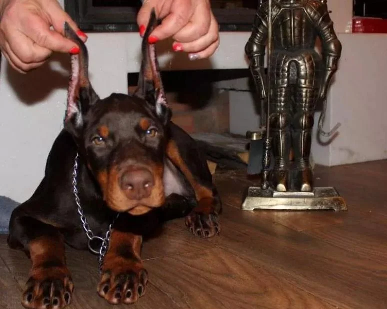 Doberman i rotvajler stenci na prodaju