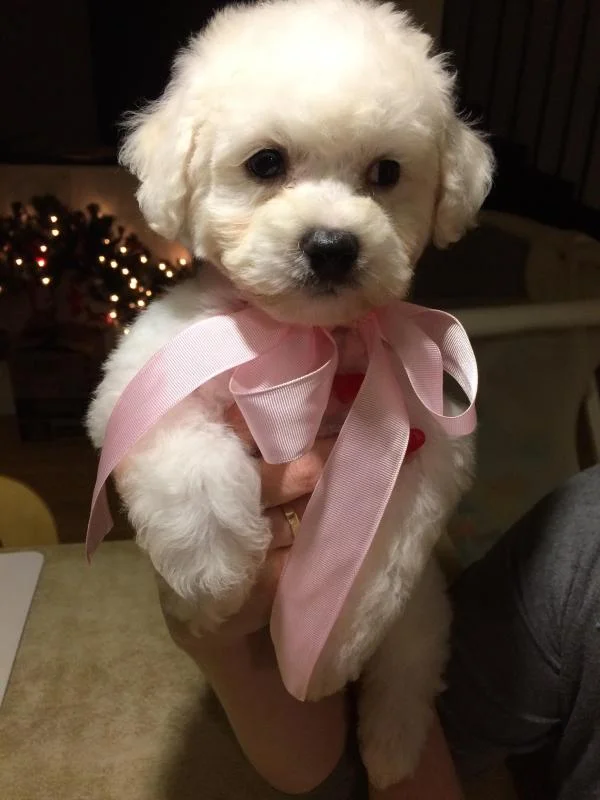 Bichon i bolonjezer stenci na prodaju