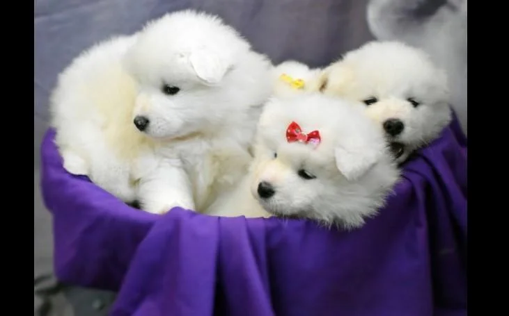 Samojed i sibirski haski stenci na prodaju