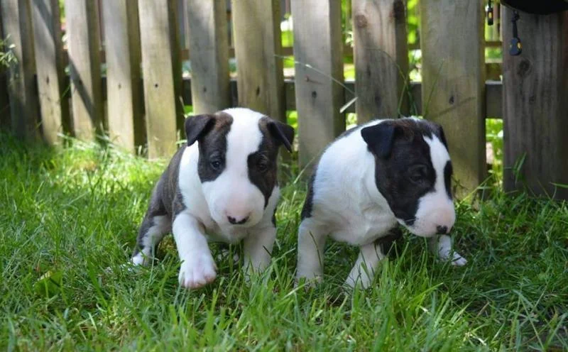 Bulterijer i dogo argentino stenci na prodaju