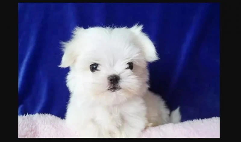 Maltezer i coton de tulear stenci na prodaju