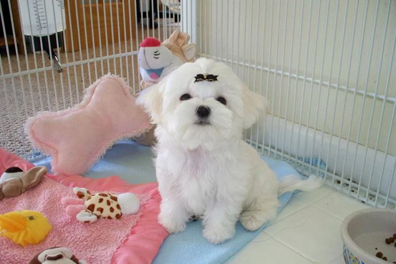 Maltezer i coton de tulear stenci na prodaju