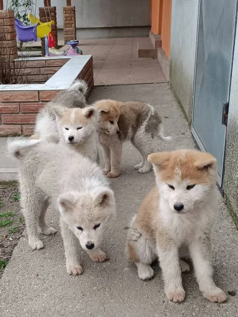 Japanska Akita štenci