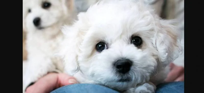 Bichon i bolonjezer stenci na prodaju