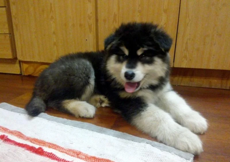Aljaski malamut i akita inu stenci na prodaju