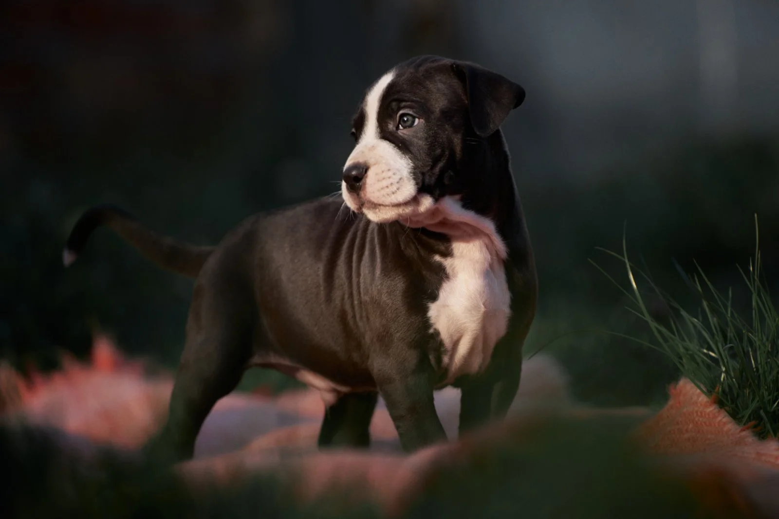 Pit bul prelepi štenci