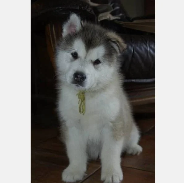 Aljaski malamut i akita inu stenci na prodaju