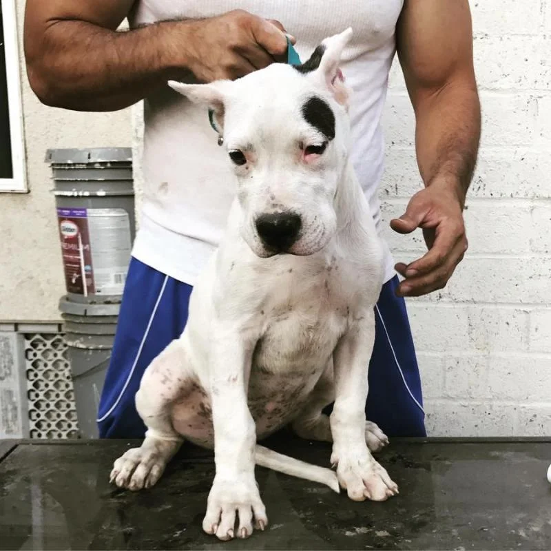 Dogo argentino i bulterijer stenci na prodaju