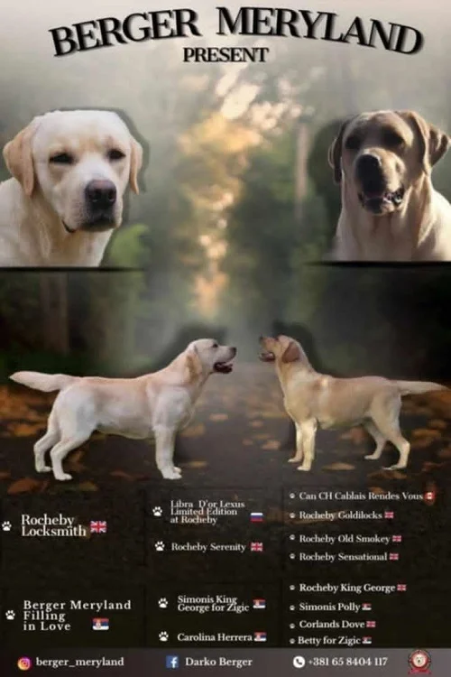 Stenci LABRADOR retrivera