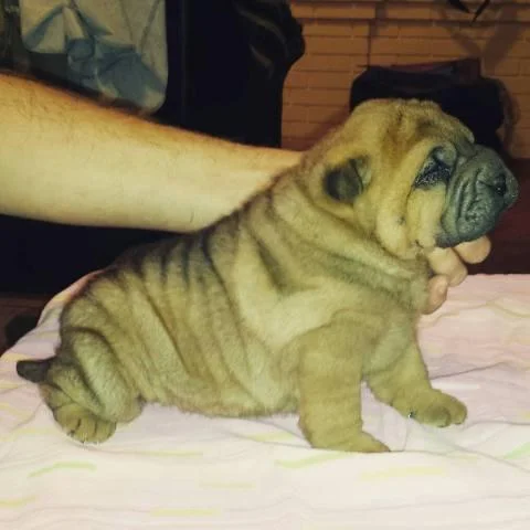 Shar Pei stenci