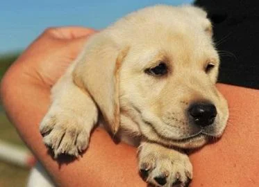 Првите 30 заеднички денови со кучето се пресудни за иднината