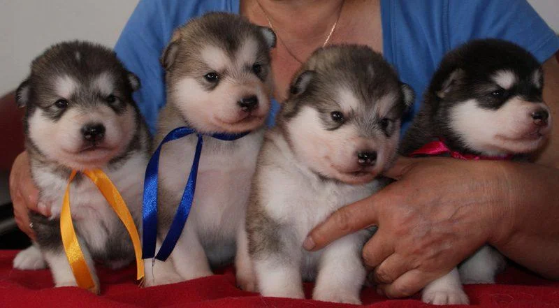 Aljaski malamut i akita inu stenci na prodaju