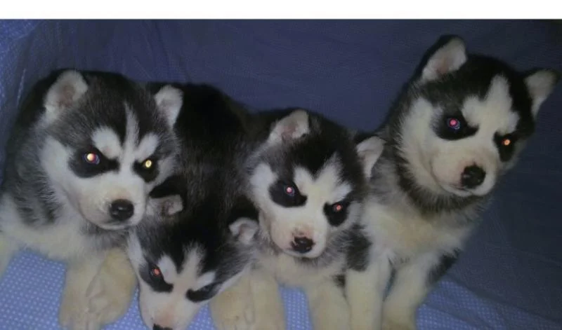 Sibirski haski i samojed stenci na prodaju
