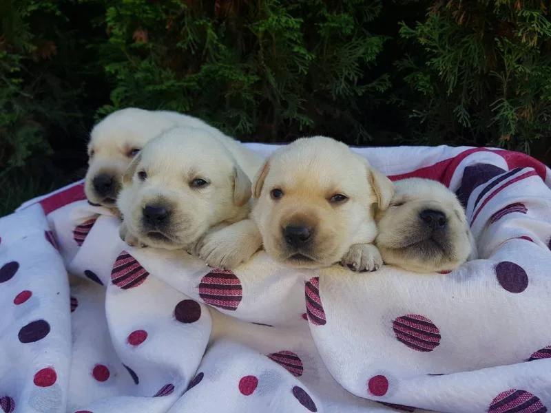 Labrador štenci