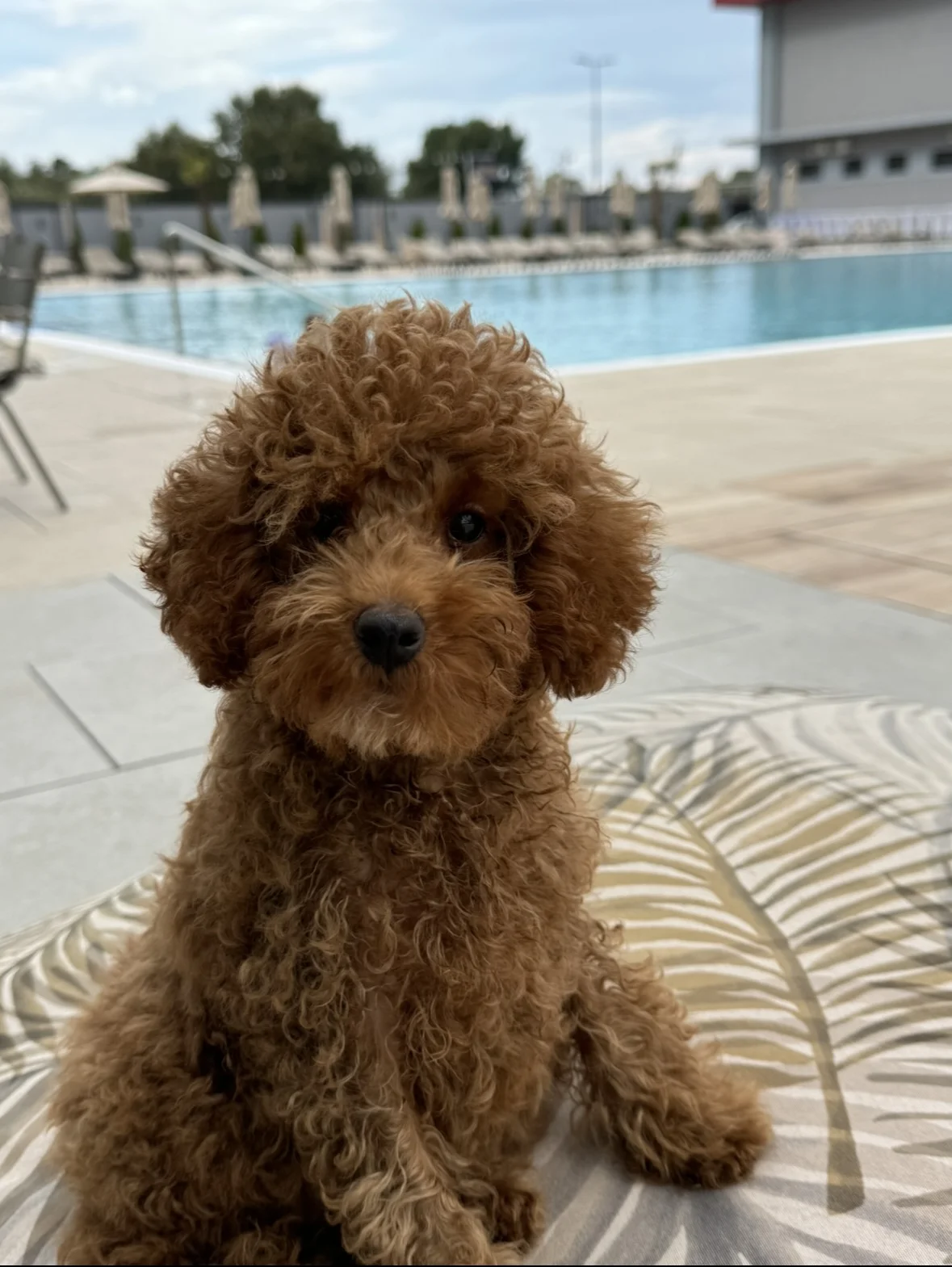 Toy poodle